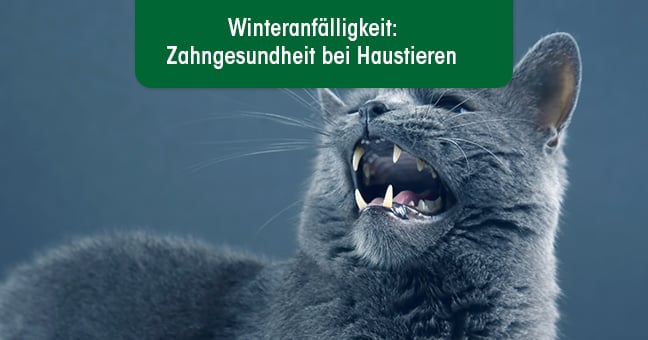 Mund, Person, Zähne, Katze, Haustier