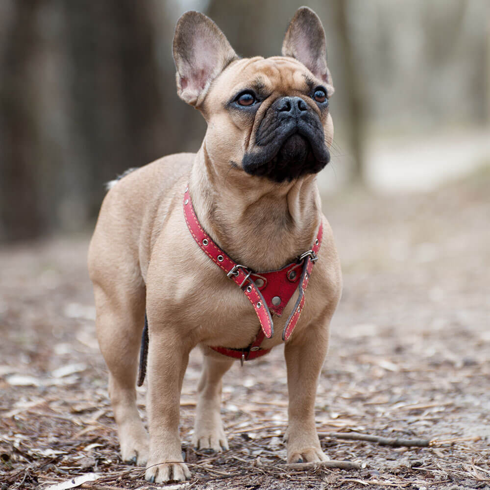 Bulldogge, Hund, Französische Bulldogge, Haustier