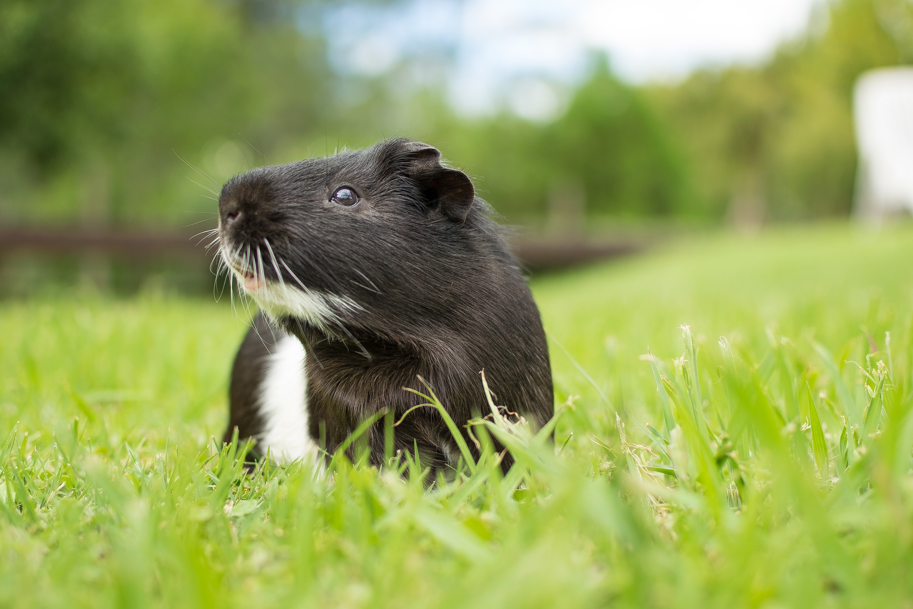 closeup-shot-black-white-guinea-pig-grass_(1)