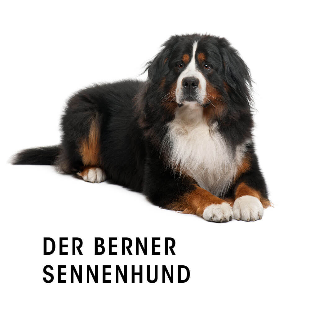 Tier, Hund, Säugetier, Haustier