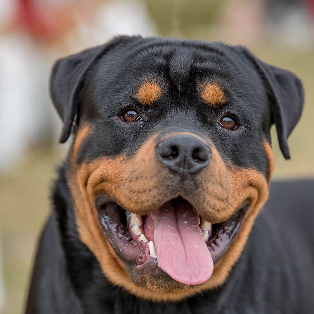 Hund, Säugetier, Haustier, Schnauze