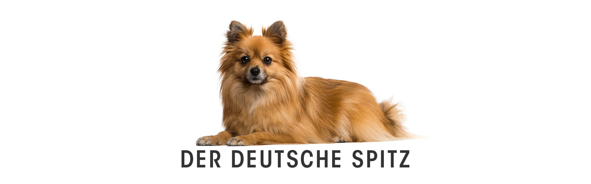 Tier, Hund, Säugetier, Haustier