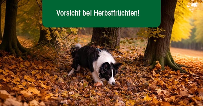 Blatt, Pflanze, Hund, Vegetation, Baum