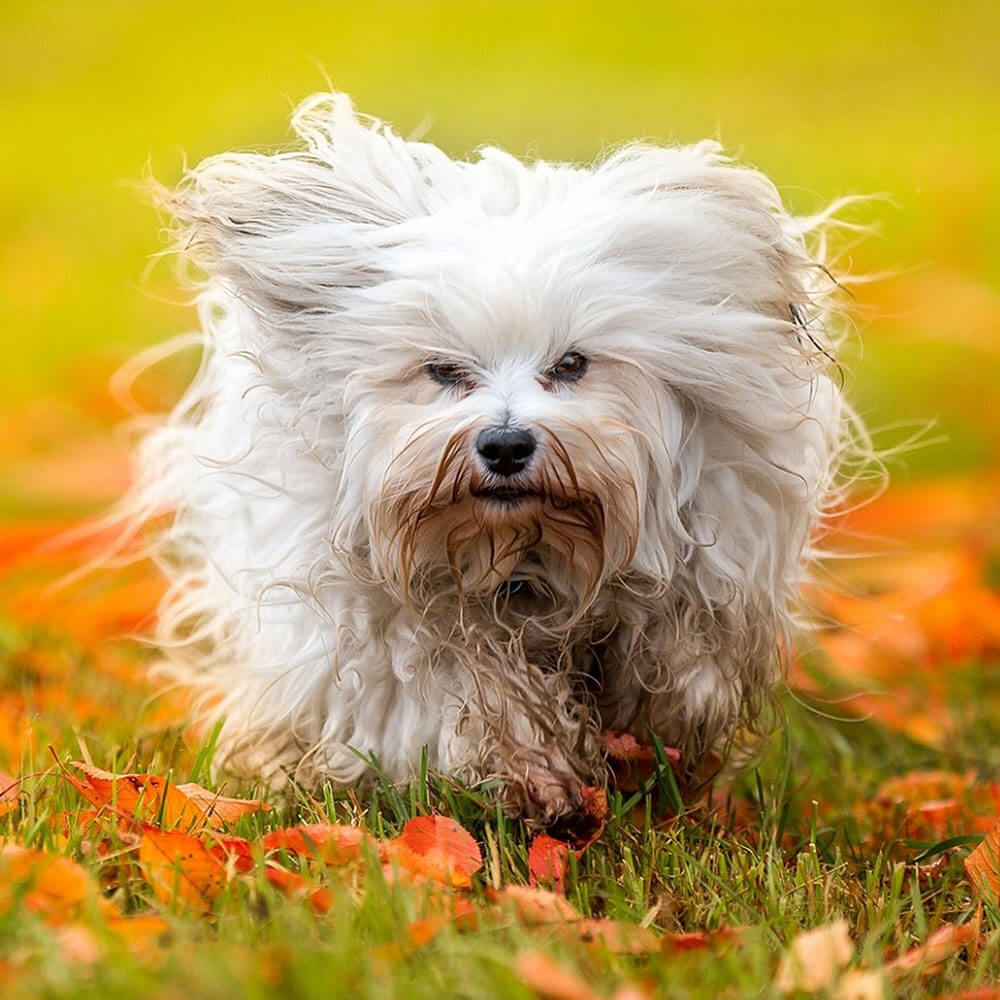 Hund, Weißer Hund, Gras, Welpe