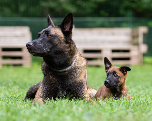 Hund, Säugetier, Haustier, Deutscher Schäferhund