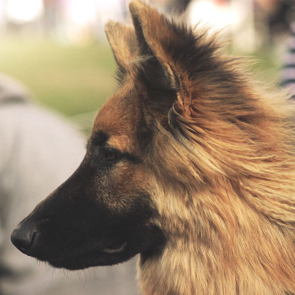 Tier, Hund, Deutscher Schäferhund, Haustier