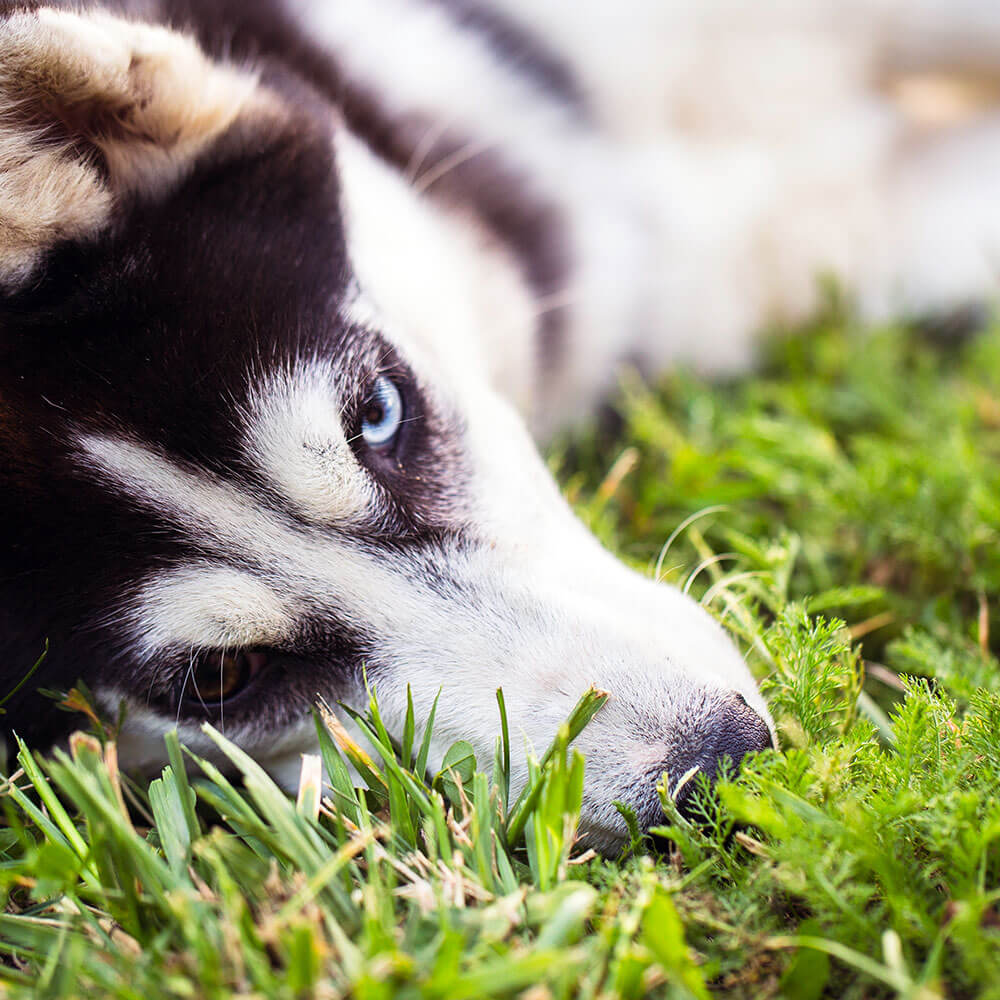 Hund, Husky, Gras, Welpe