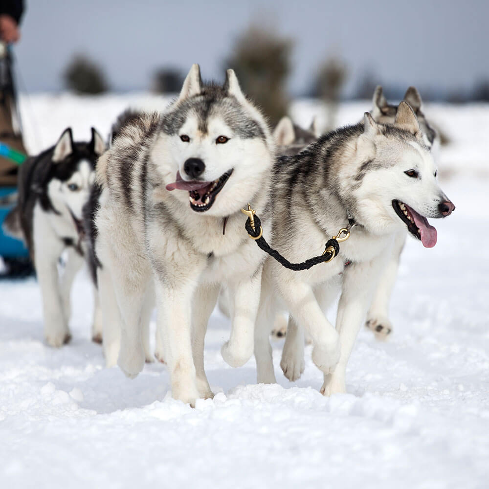 Hund, Husky, Draußen, Natur