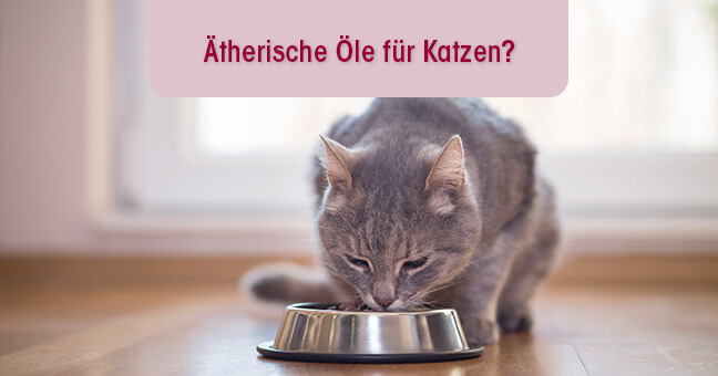 Tier, Katze, Kätzchen, Säugetier, Haustier