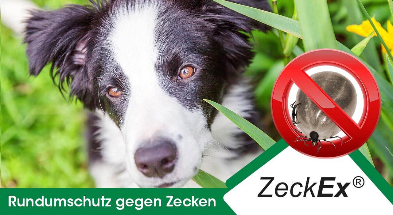 ZeckEx 20 ml