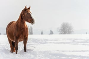 Tier, Pferd, Säugetier, Colt Horse