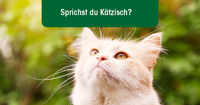 Tier, Katze, Kätzchen, Haustier, Angora