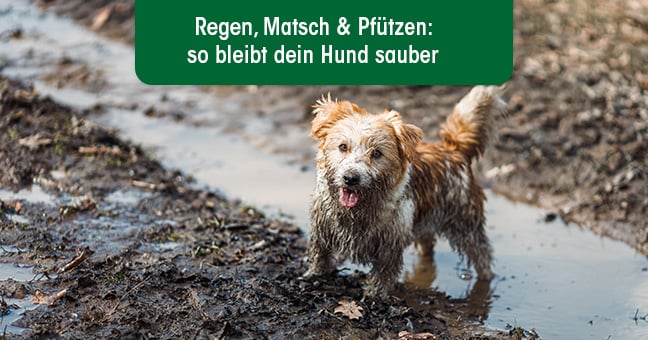 Hund, Säugetier, Haustier, Wasser, Pfütze