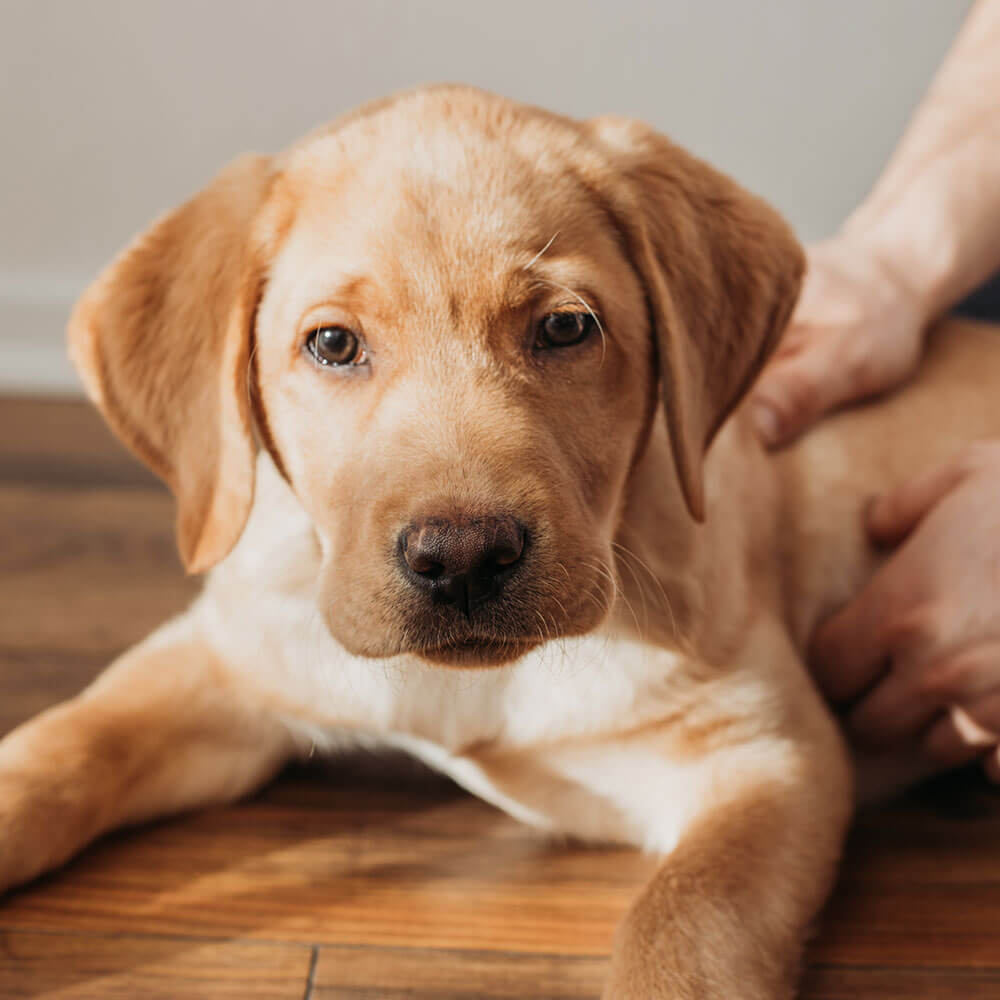 Hund, Haustier, Welpe, Labrador Retriever