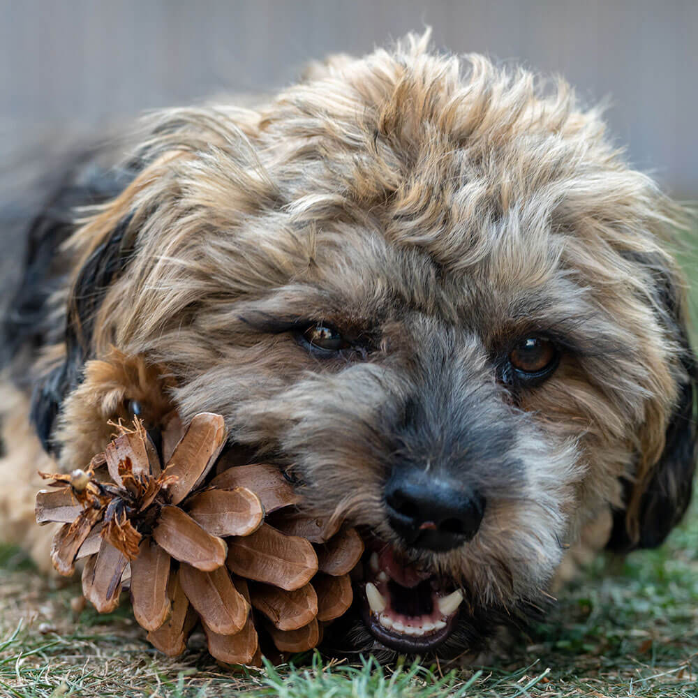 Hund, Haustier, Welpe, Terrier