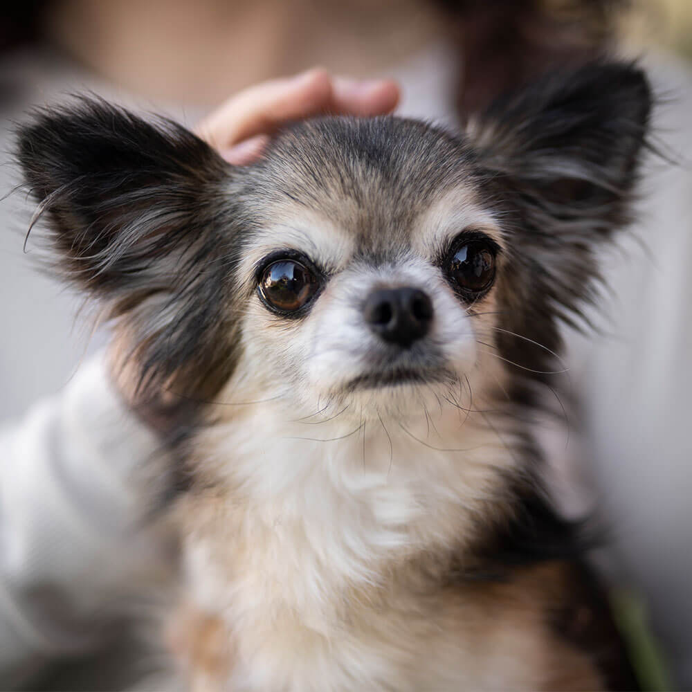 Tier, Hund, Säugetier, Haustier