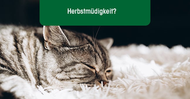 Tier, Katze, Säugetier, Haustier