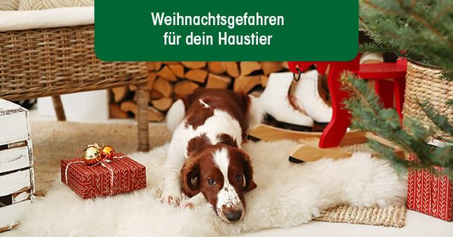 Tier, Hund, Säugetier, Haustier