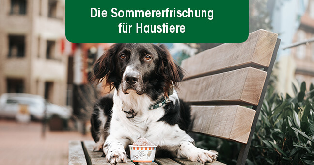 Bank, Mobiliar, Hund, Säugetier, Haustier