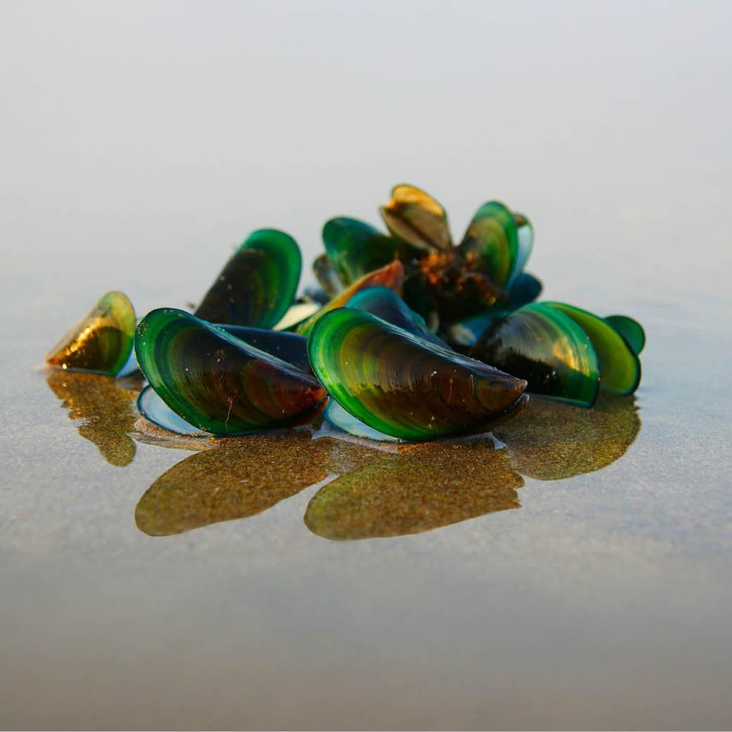 Muschel, Leben im Meer, Zubehör, Schmuck