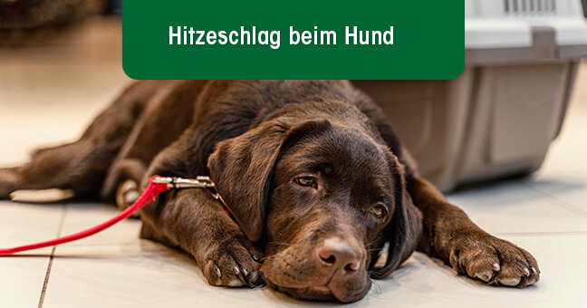 Hund, Säugetier, Haustier, Zubehör, Riemen