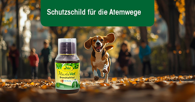 Hund, Haustier, Person, Werbung