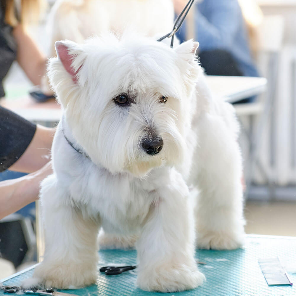 Tier, Hund, Säugetier, Haustier