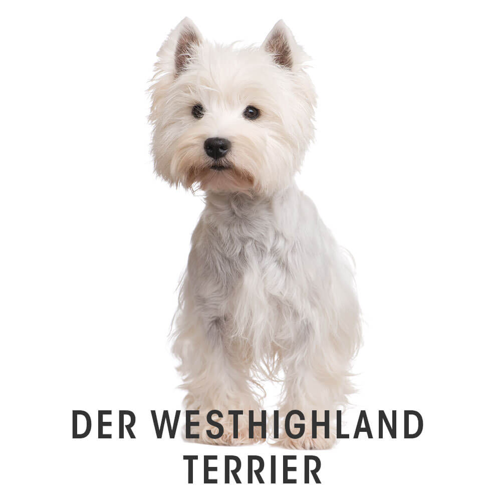 Hund, Haustier, Weißer Hund, Terrier