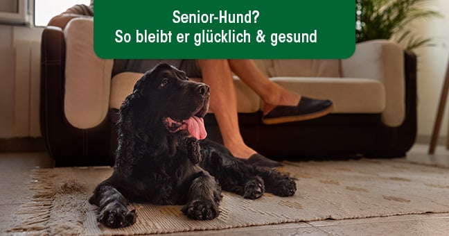 Hund, Cockerspaniel, Person, Schuh