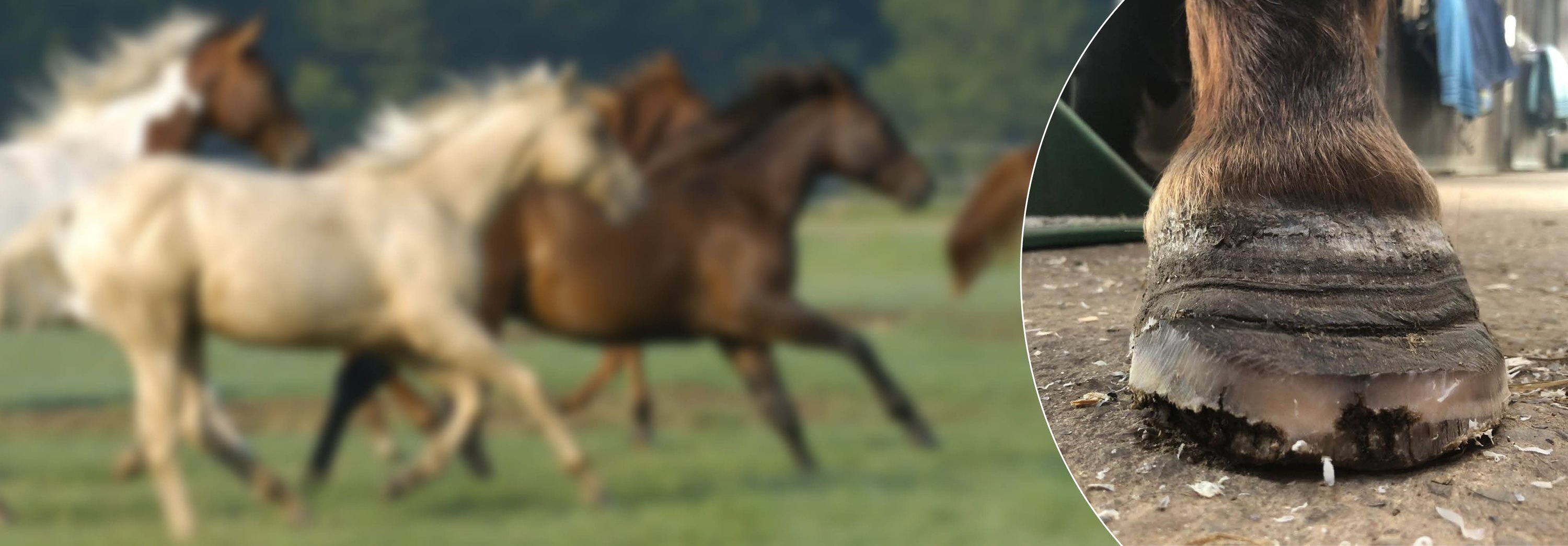 Colt Horse, Pferd, Säugetier, Grünland, Im Freien