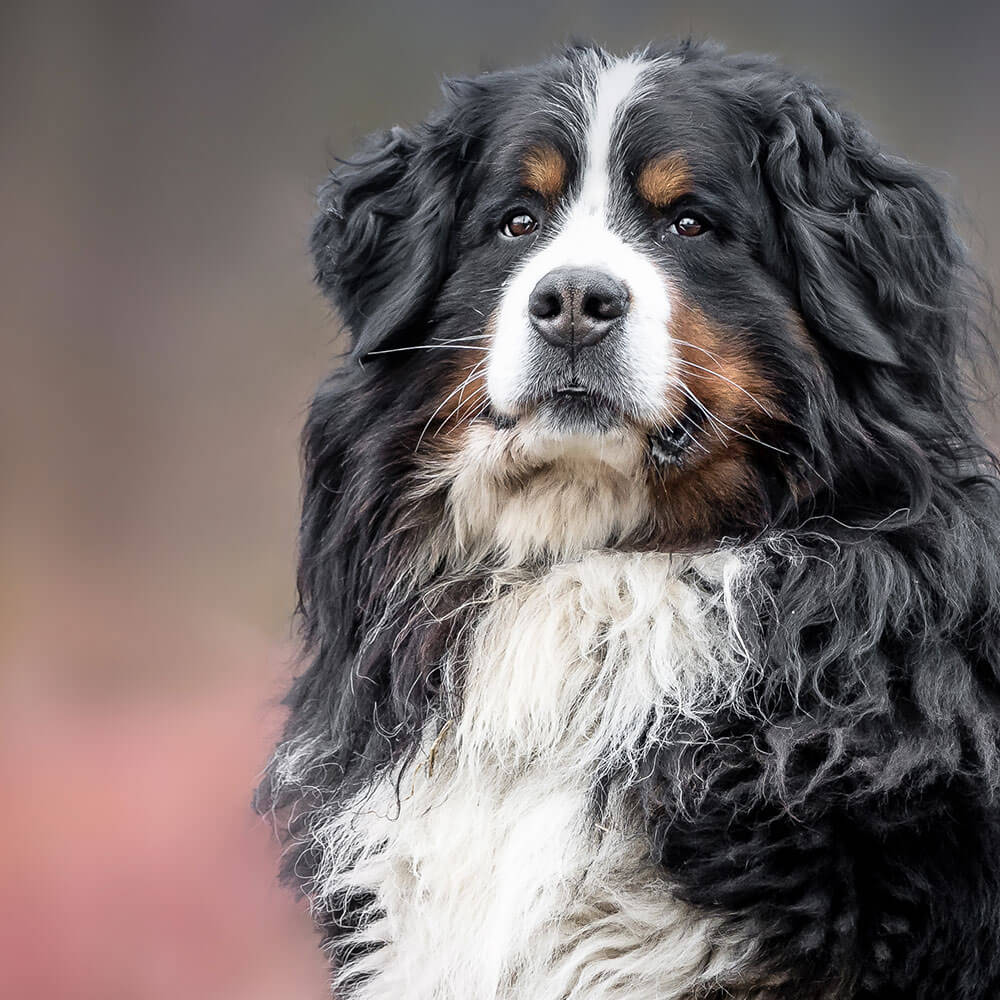 Tier, Hund, Haustier, Welpe