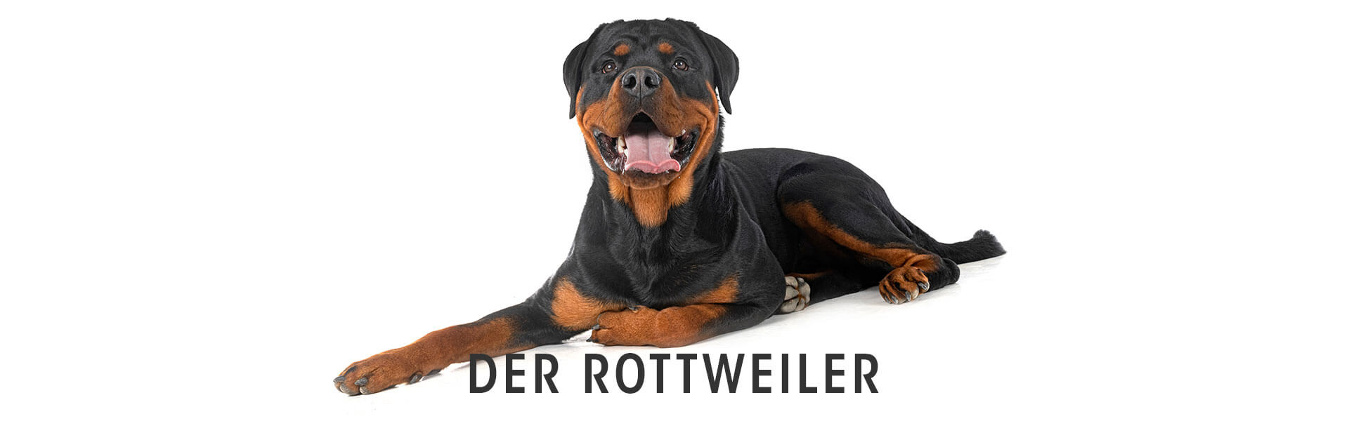 Tier, Hund, Säugetier, Haustier