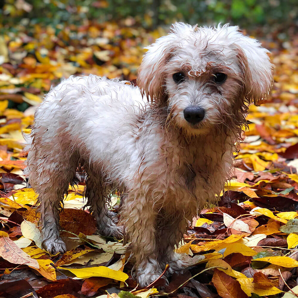 Blatt, Hund, Welpe, Baum