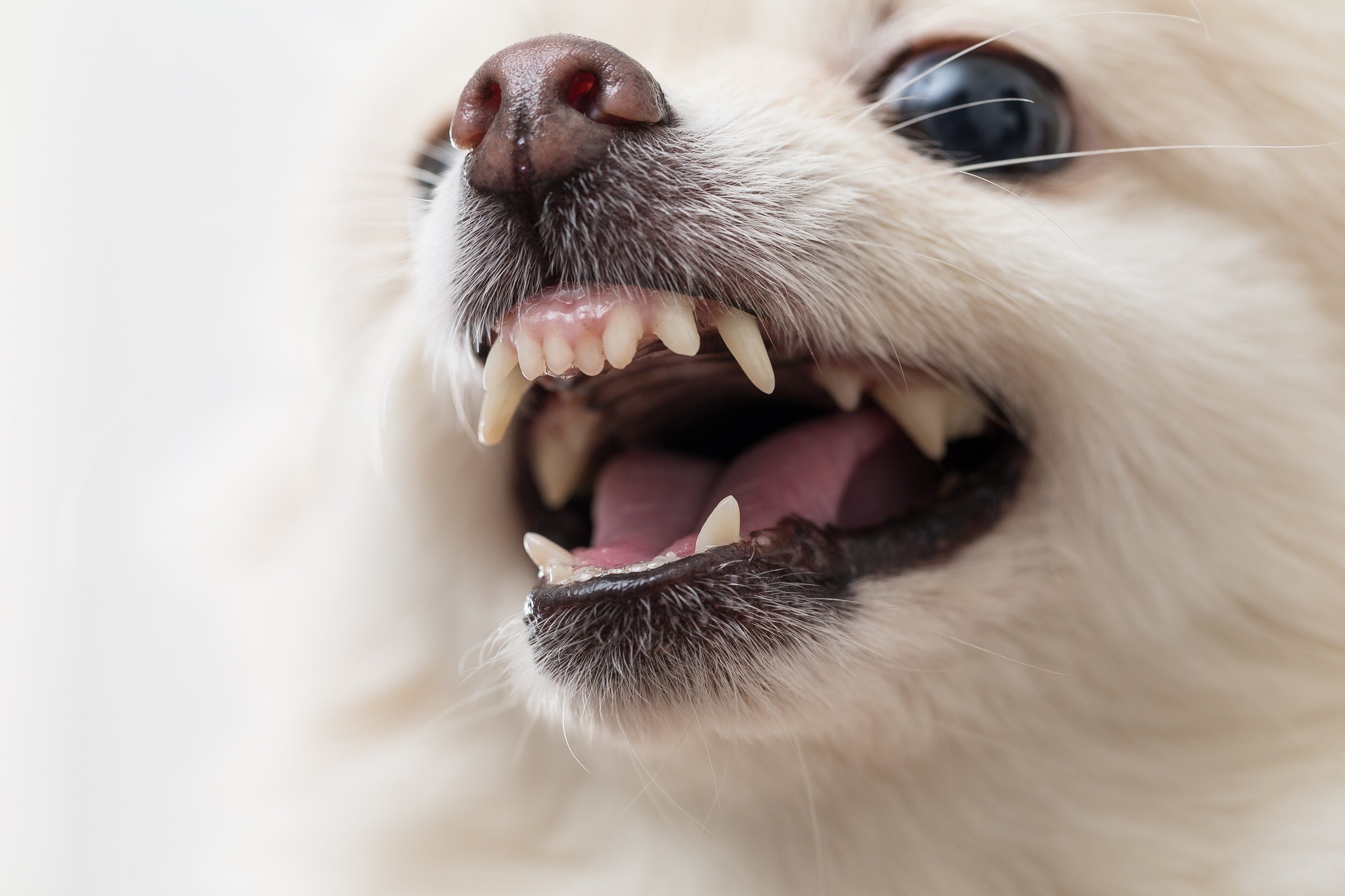 pomeranian-showing-teeth-2021-08-29-07-39-31-utc