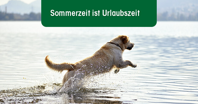 Hund, Golden Retriever, Säugetier, Haustier