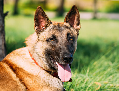 Hund, Deutscher Schäferhund, Säugetier, Haustier