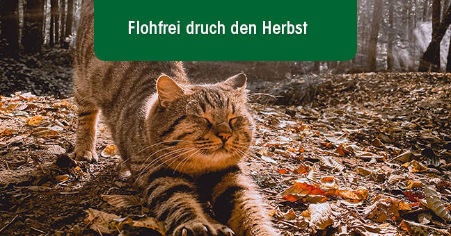 Tier, Katze, Säugetier, Männchen, Haustier