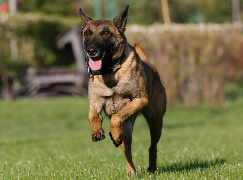 Hund, Säugetier, Haustier, Deutscher Schäferhund