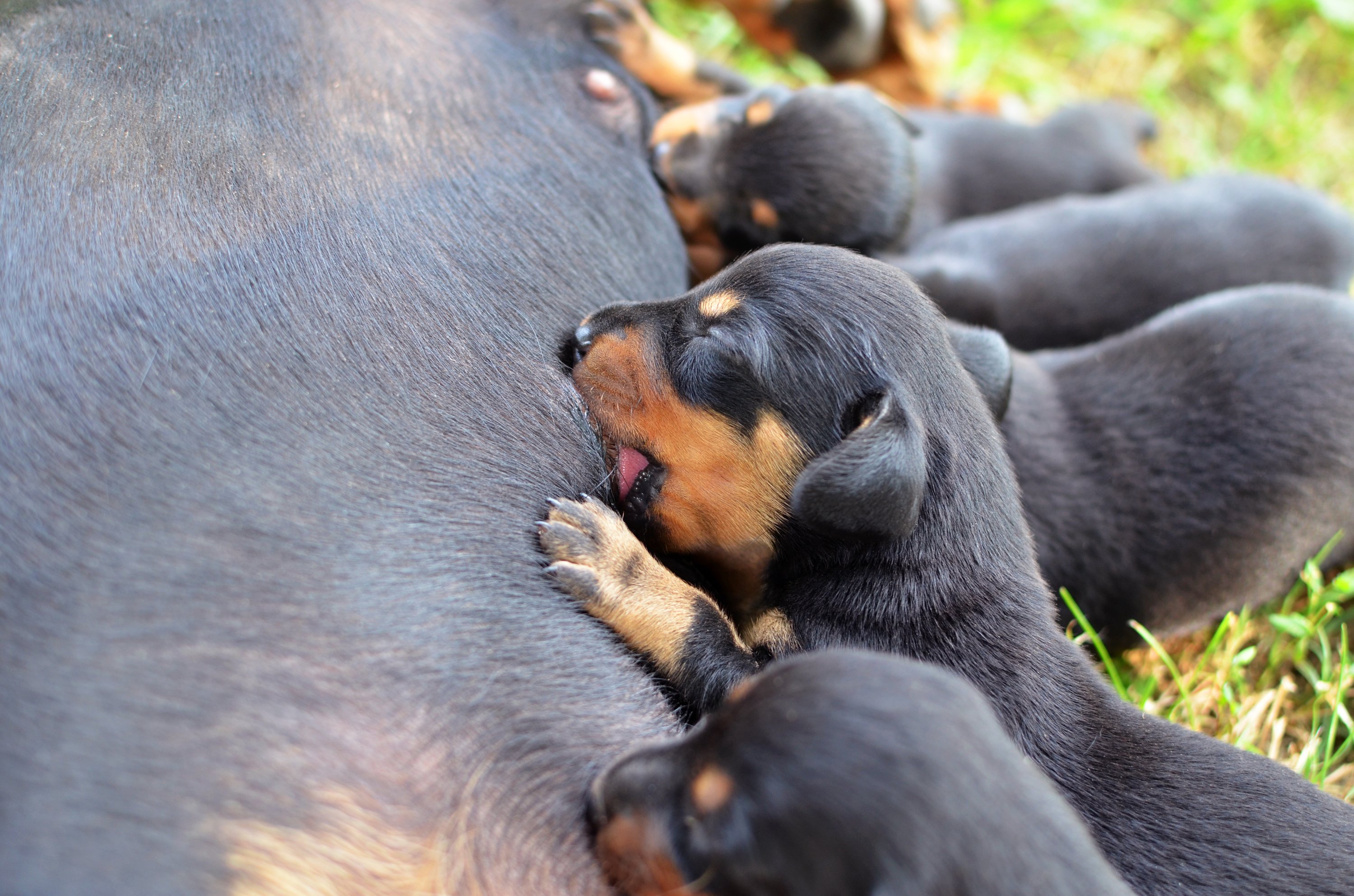 small-puppies-sucking-mothers-nipple-getting-fed