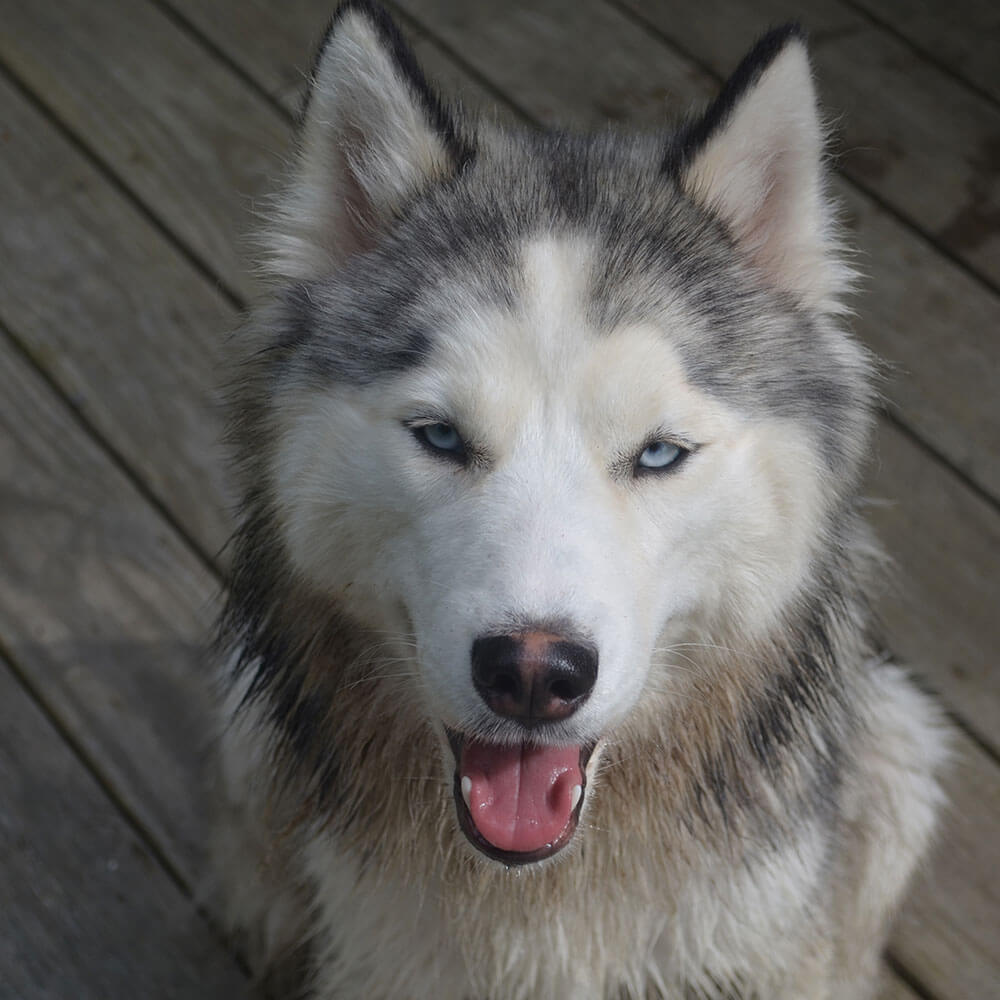 Hund, Husky, Säugetier, Haustier, Hund, Husky, Säugetier, Haustier