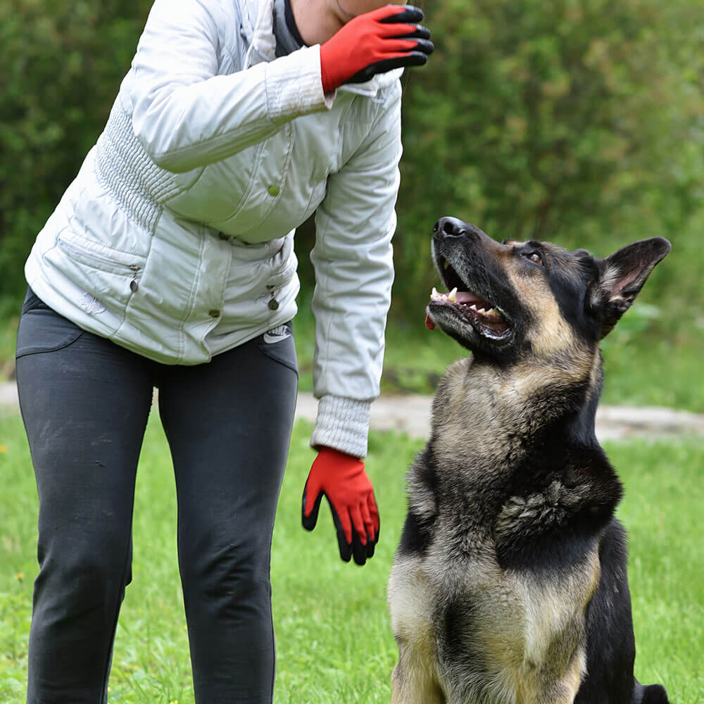 Hund, Säugetier, Haustier, Handschuh