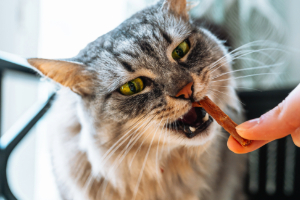 Finger, Person, Katze, Kopf, Gesicht