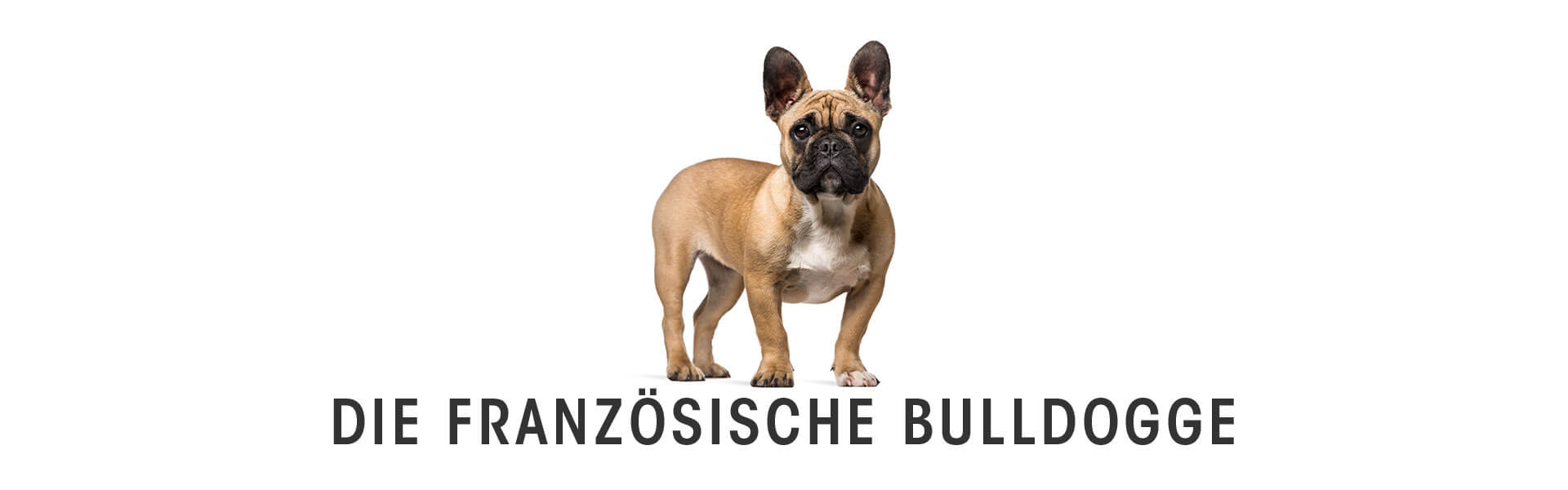 Hund, Haustier, Bulldogge, Französische Bulldogge