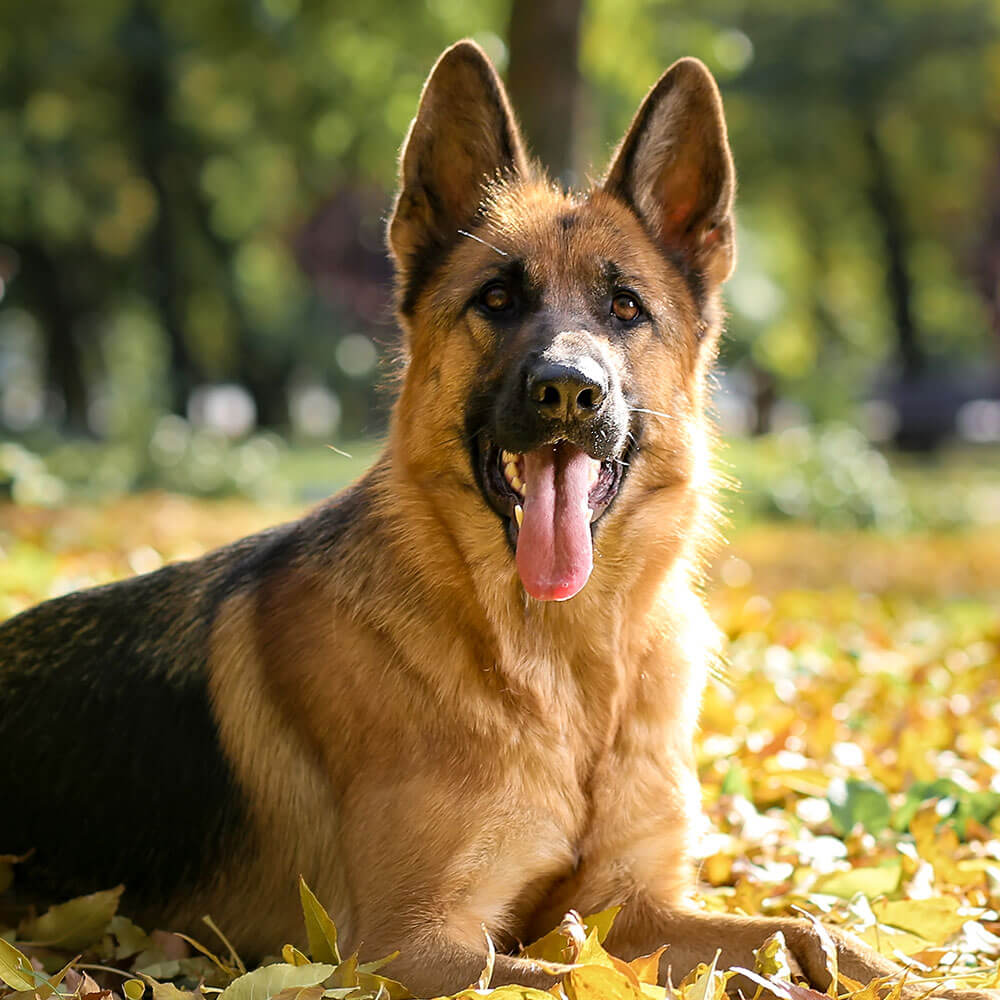 Schäferhund popular