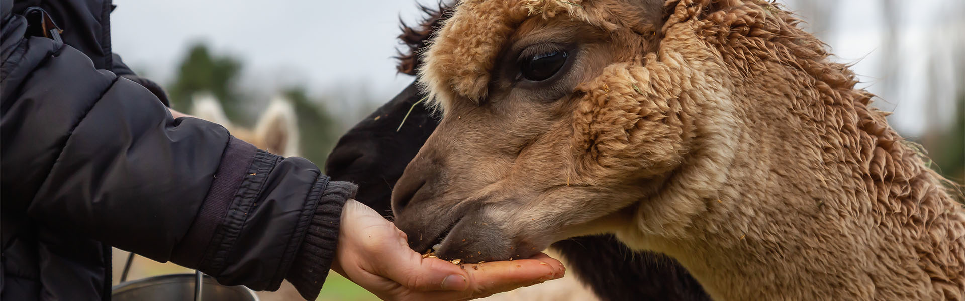 Everything from priVet Farming for alpacas and camels