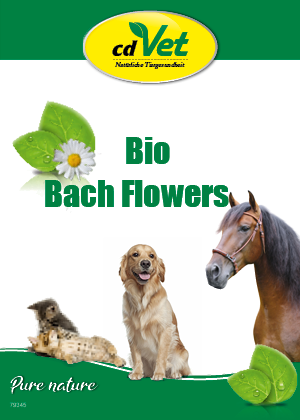Flyer Englisch Bach Flowers 10 Seitig