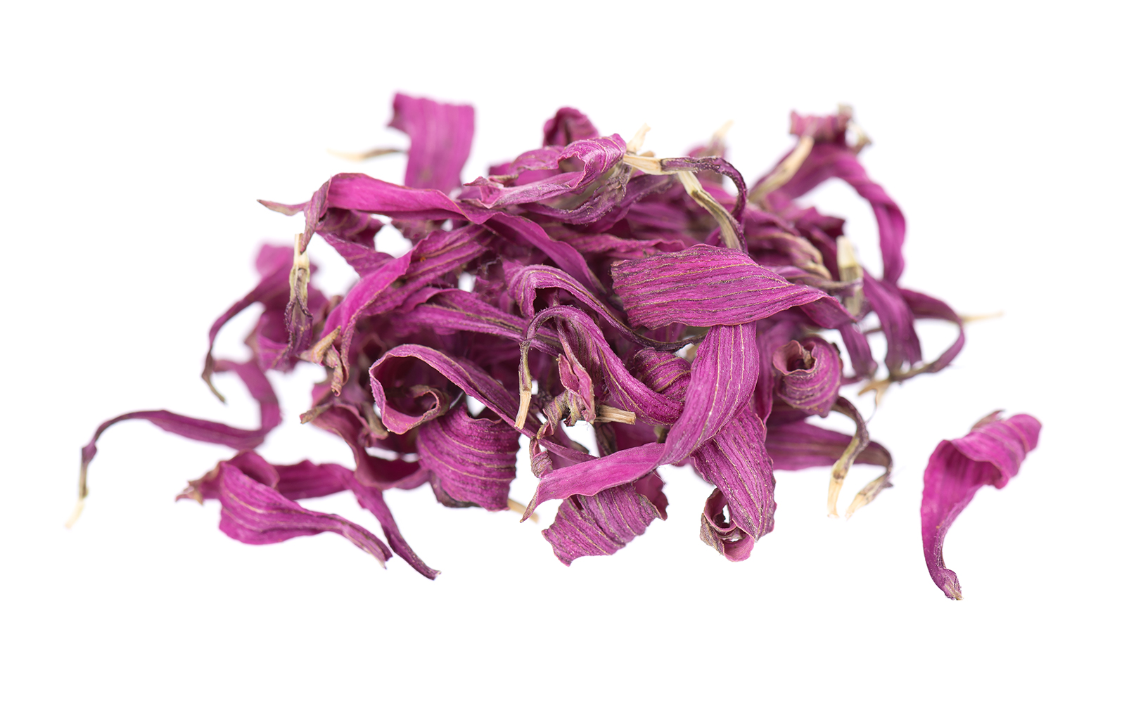 Echinacea