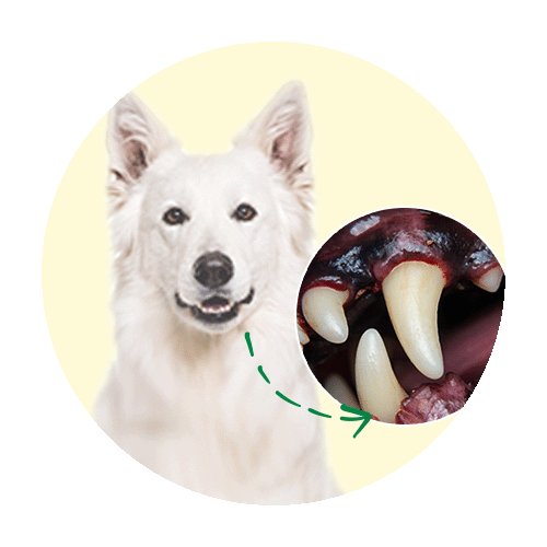 Hund_Zahnpflege